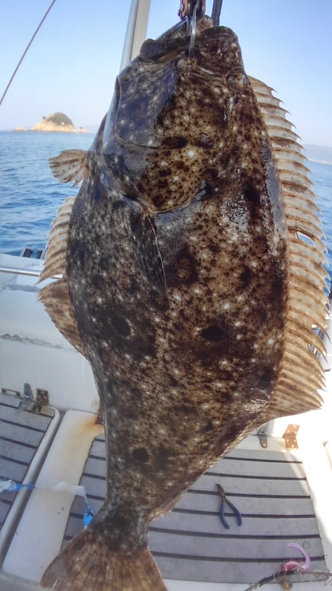 ルアーで釣れる様になった！