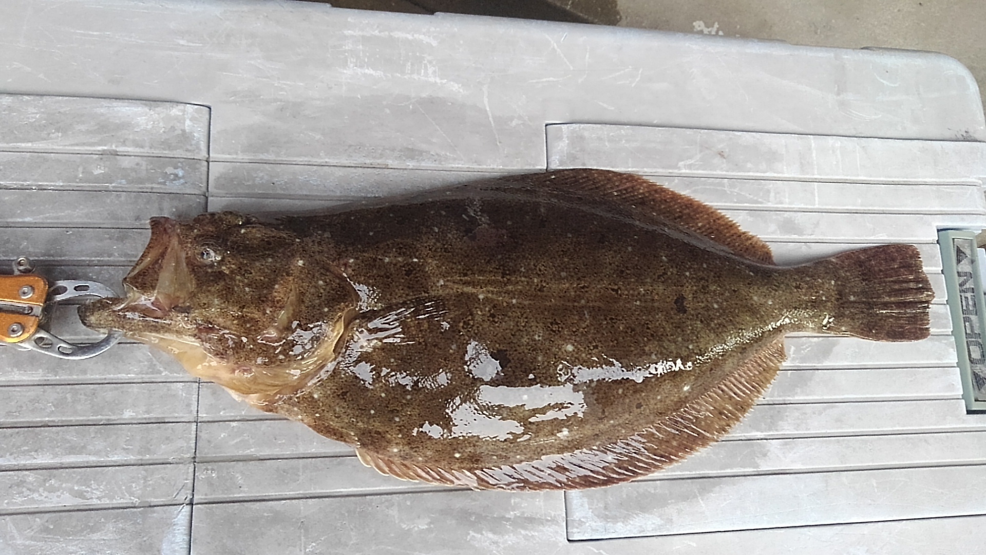 ブレードかワームか？