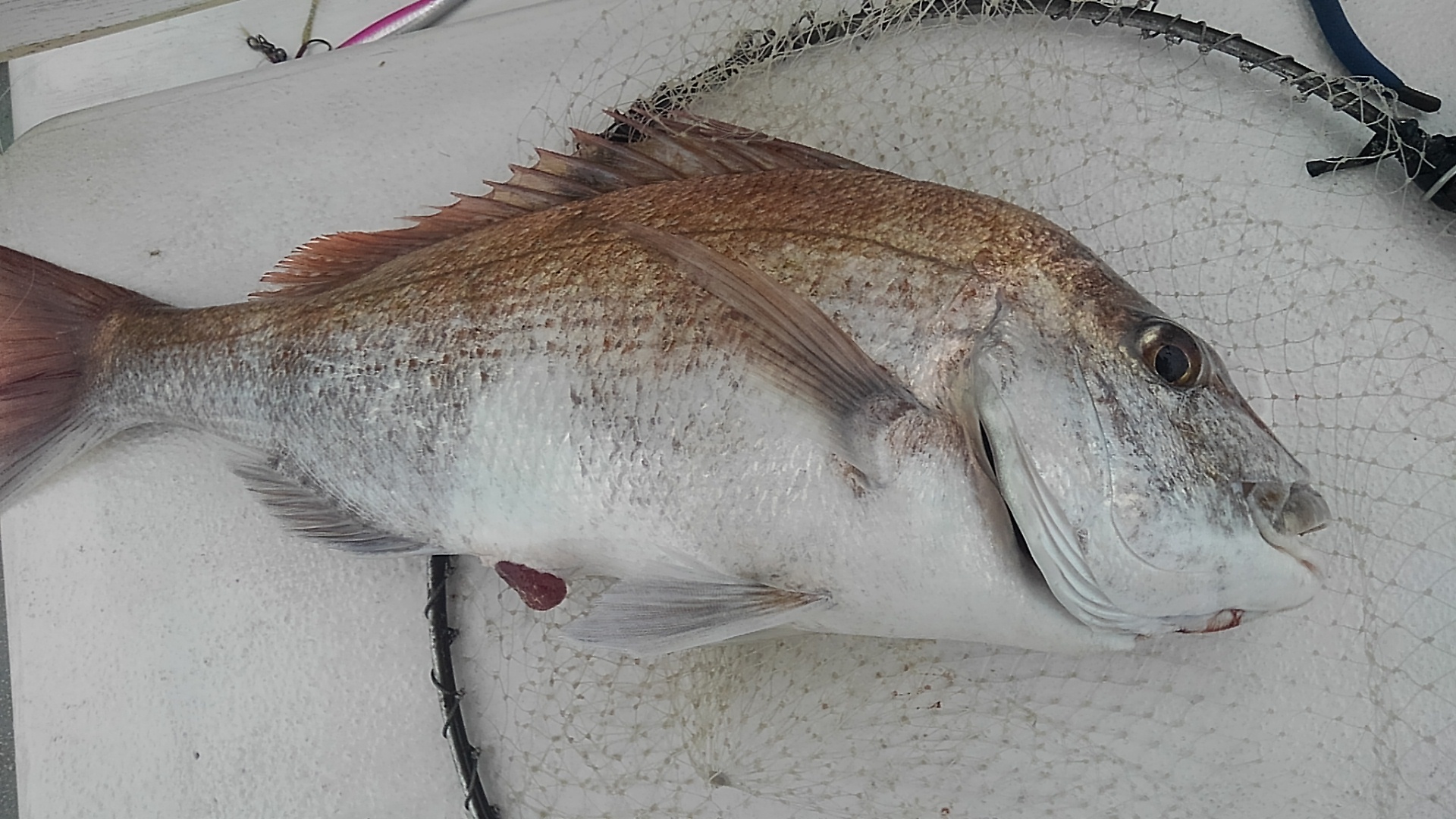 狙うは、冬の大真鯛！